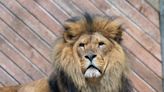 Watch: Colchester Zoo staff discuss plans for a new multimillion lion habitat