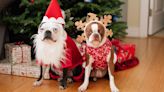 The Best Christmas Dog Names for Your Festive Pet