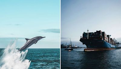 Researchers Develop ‘Dolphin Skin’ Cargo Ship Propeller That Slashes Costs and CO2 Emissions