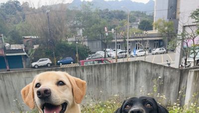 給退役警犬一個家 新北5隻呆萌拉布拉多可以認養了 | 蕃新聞