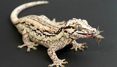 32 types of reptiles you can keep as a pet