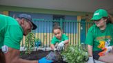 How a teacher and grocery built a ‘food forest’ at a Miami school. See what it’s like