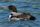 Common loon