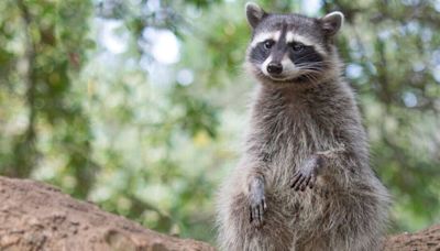 Greedy raccoon scoffs homeowner's snacks and becomes too fat to get away