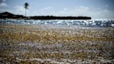 Startup says the seaweed blobbing toward Florida has a silver lining