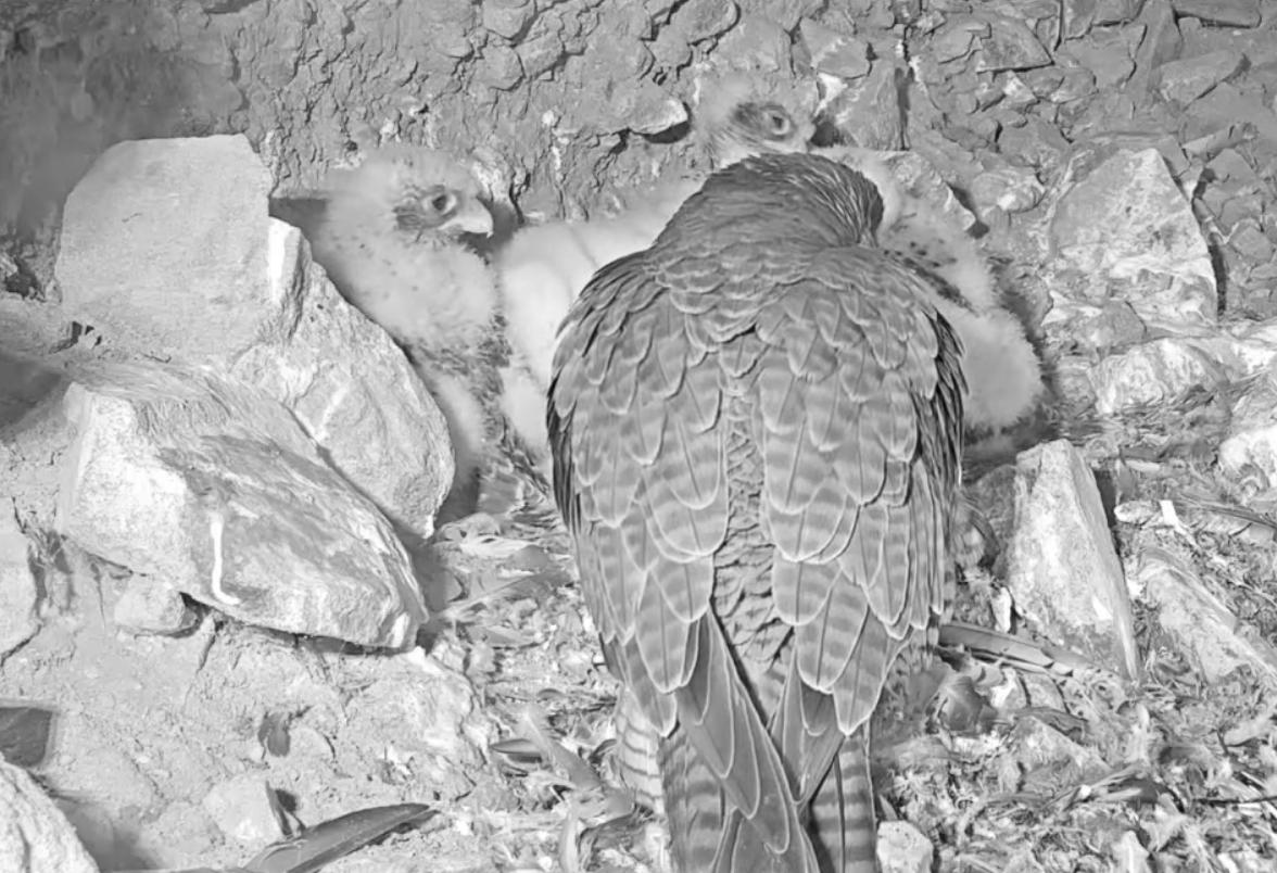 Live camera shows peregrine falcons nesting on Alcatraz Island