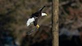 Where is Harriet? Beloved Florida bald eagle still not found, last seen more than a week ago