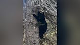 Black bears roam Ely, authorities monitoring their visit