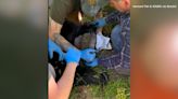 VIDEO: Bear freed after getting head stuck in bucket for weeks