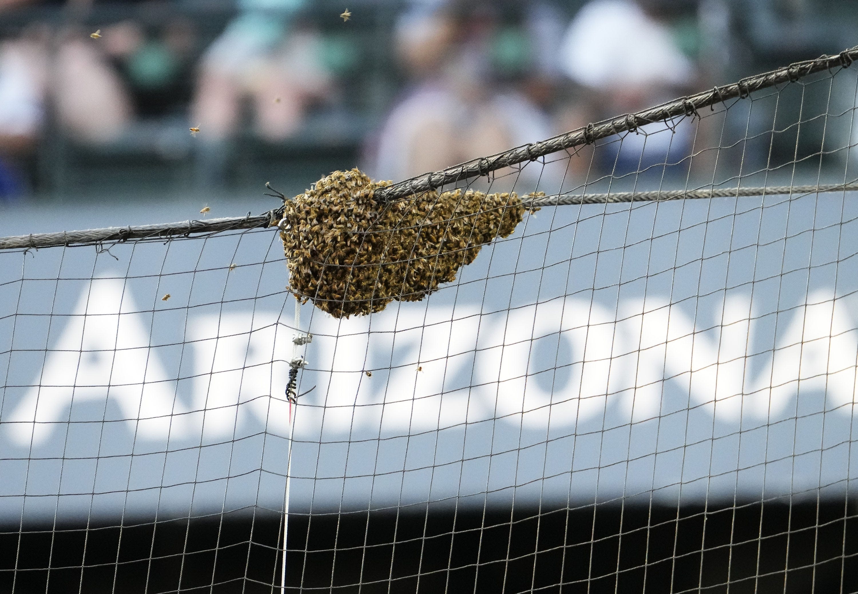 Arizona Diamondbacks social media team had internet buzzing during bee delay vs LA Dodgers