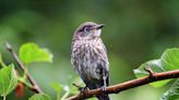 Baby birds are everywhere. Here's what to look for in your backyard
