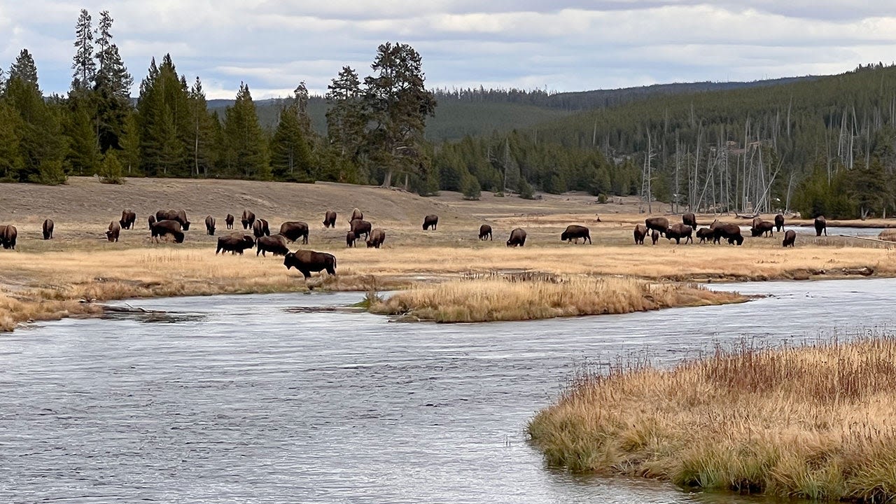 Bison gores South Carolina woman who got too close while visiting Yellowstone, NPS says
