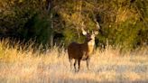 Oklahoma bow season kicks off this weekend