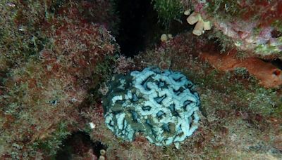 Aumento da temperatura da água pode estar causando branqueamento de corais em Ilha Grande
