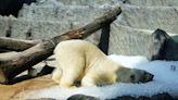 NO COMMENT: La solución helada del zoo de Praga para el calor del verano