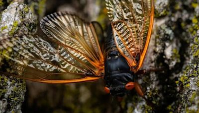 Will the cicadas be in Maryland this year? Here's where you'll see the 2024 brood