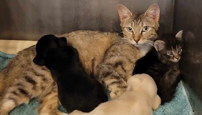 'Really Good Mommy' Cat Takes in 2 Orphaned Puppies As Her Own at Texas Animal Shelter