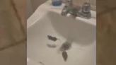 Woman says mice fell on her in bathroom of Pittsburgh-area restaurant
