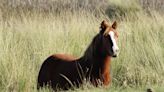 Alerta en Mendoza: tres personas fueron internadas por sospecha de encefalomielitis equina