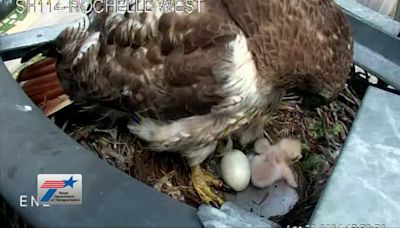 Fuzzy, adorable baby hawk hatches on TxDOT's Irving traffic cam