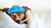 Alertan por aumento de casos de enfermedades respiratorias en perros en la CDMX