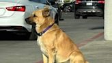 El Hachiko tijuanense: Perro espera a su dueño fallecido en Playas