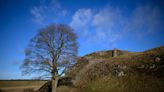 Arrestan a un adolescente en Inglaterra por talar un emblemático árbol junto a un muro romano