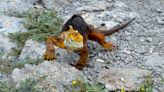 Galápagos: hay 46.000 iguanas amarillas en isla deshabitada