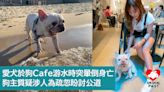 愛犬於狗Cafe游水時突暈倒身亡 狗主質疑涉人為疏忽盼討公道