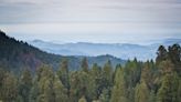 Contractors removing trees within the Hume Lake Ranger District