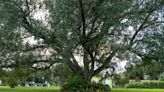 In Louisiana, little stands in the way of taking down trees for development