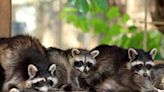 Antalya’s raccoon cubs spark joy with record 15 new arrivals