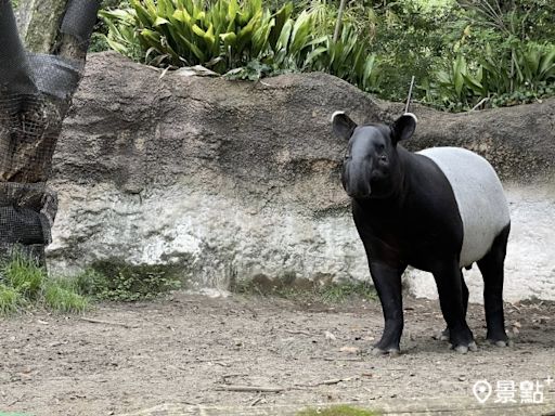 日本來台馬來貘Hideo英雄殞落死因說明！台北市立動物園110週年重新對外開放