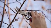 Need to know when to prune fruit trees? Experts reveal the best time of year to complete this task