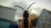Drivers warned hitch-hiking wasps could see them hit with a £2500 fine