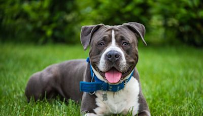 Staffy Adorably ‘Plays Dead’ Because 2 Hours at the Park Isn’t Long Enough