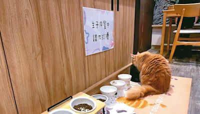 貓咪咖啡廳寵物過勞 餵食秀恐觸法
