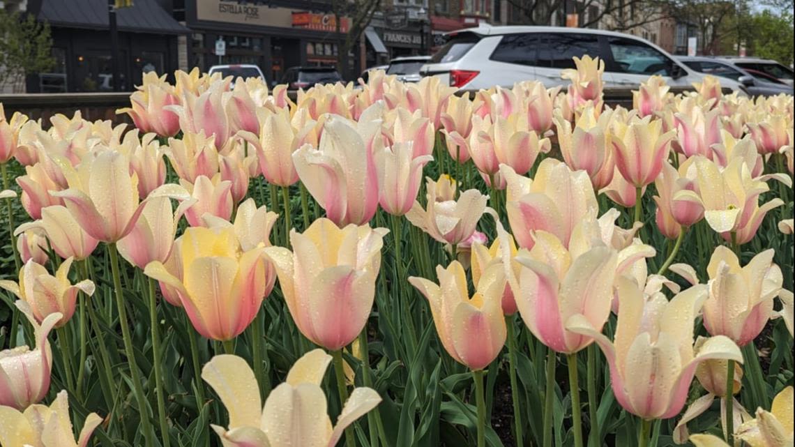 Despite weather concerns, Holland tulips in full bloom just in time for festival