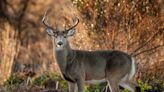 Mississippi Wildlife Department: Hunters need to kill more deer