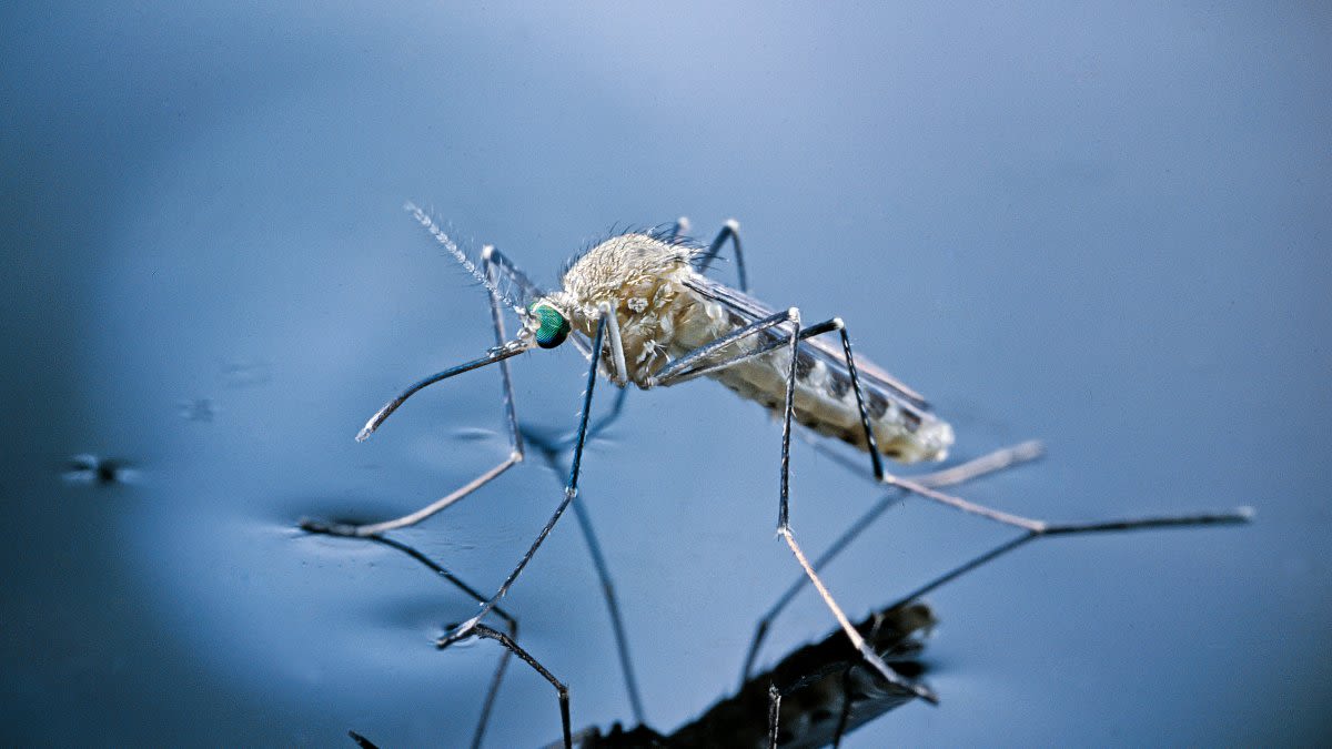 Mosquitoes test positive for West Nile virus in Delaware County