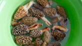 Going mushroom hunting: What to know about searching for morels in Delaware