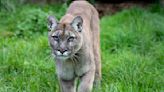Mother and Daughter's Terrifying Encounter With Hungry Mountain Lion Caught on Camera