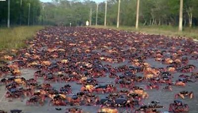 Miles de cangrejos cubren vías del sur de provincia central de Cuba - Noticias Prensa Latina
