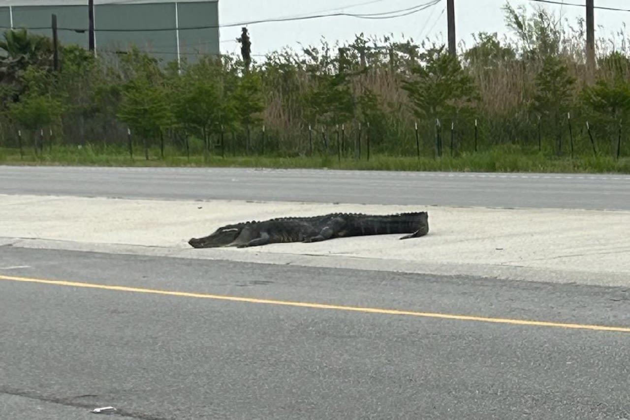 Dead alligator in New Orleans roadway causes driver to swerve into bayou to avoid crash