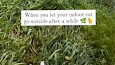 Moment indoor cat goes outside has internet in stitches—"tried his best"