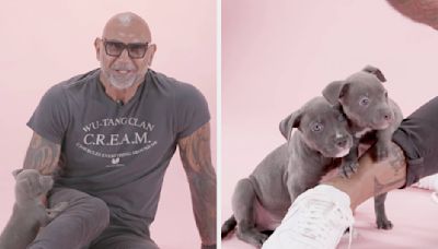 Dave Bautista, A Dog Dad To Four Pit Bulls, Just Did Our Puppy Interview, And It's So Adorable