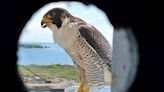 Beyond Local: Peregrine falcons laced with banned chemicals, find Canadian scientists