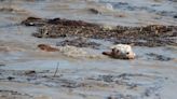 Cattle rescue fails at Stillhouse as flood water fills Central Texas lakes