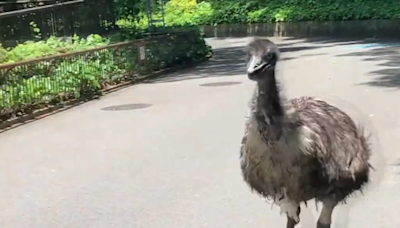 日本愛媛動物園巨鳥出走 最終捕回仍受驚死亡