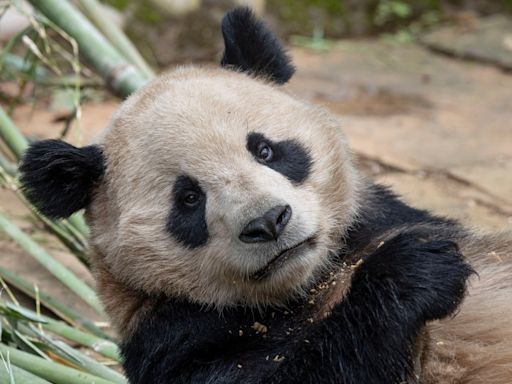 Video: Panda at San Diego Zoo caught splashing it up to beat the heat